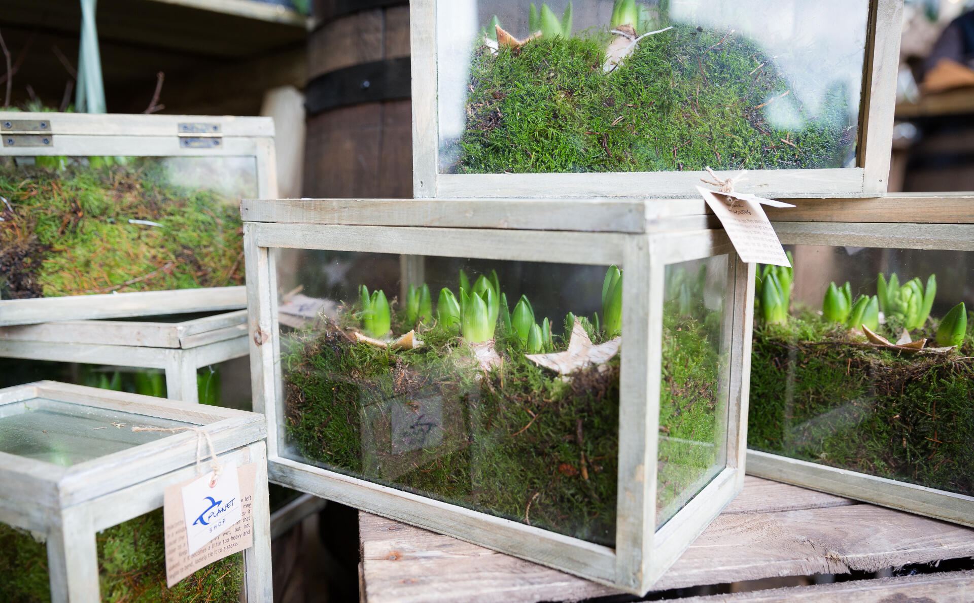 Terrarium of Hyacinths Moss Terrarium of Hyacinths Moss