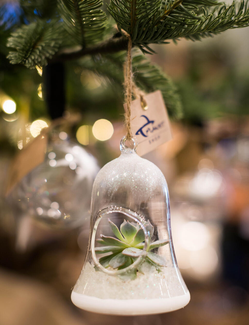 Succulent Bauble