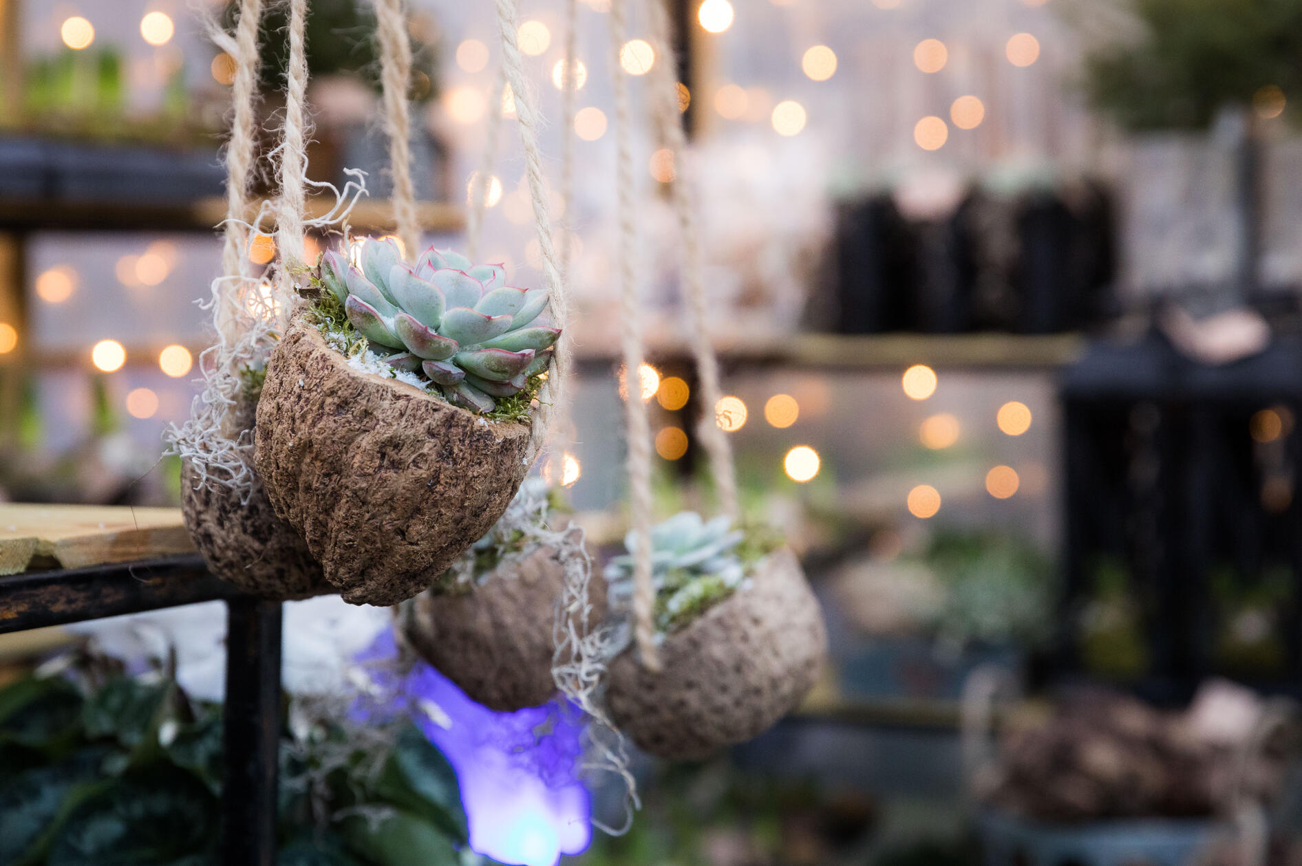 Hanging Succulent Plant Hanging Succulent Plant